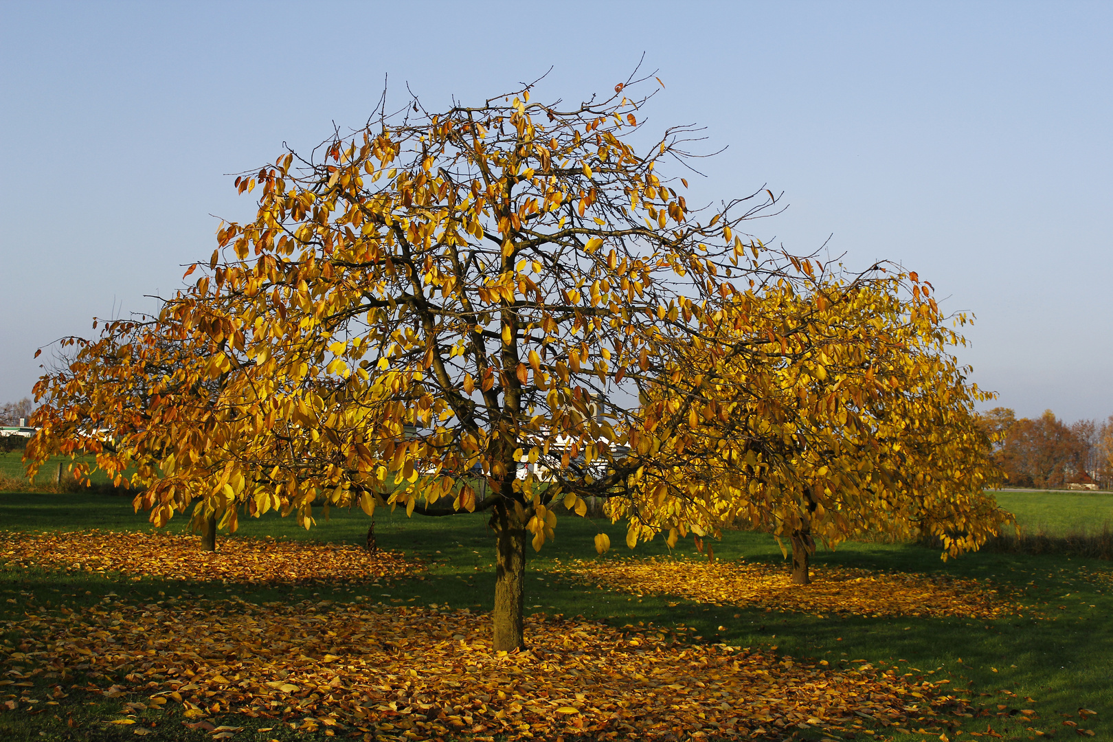 Kirschbaum