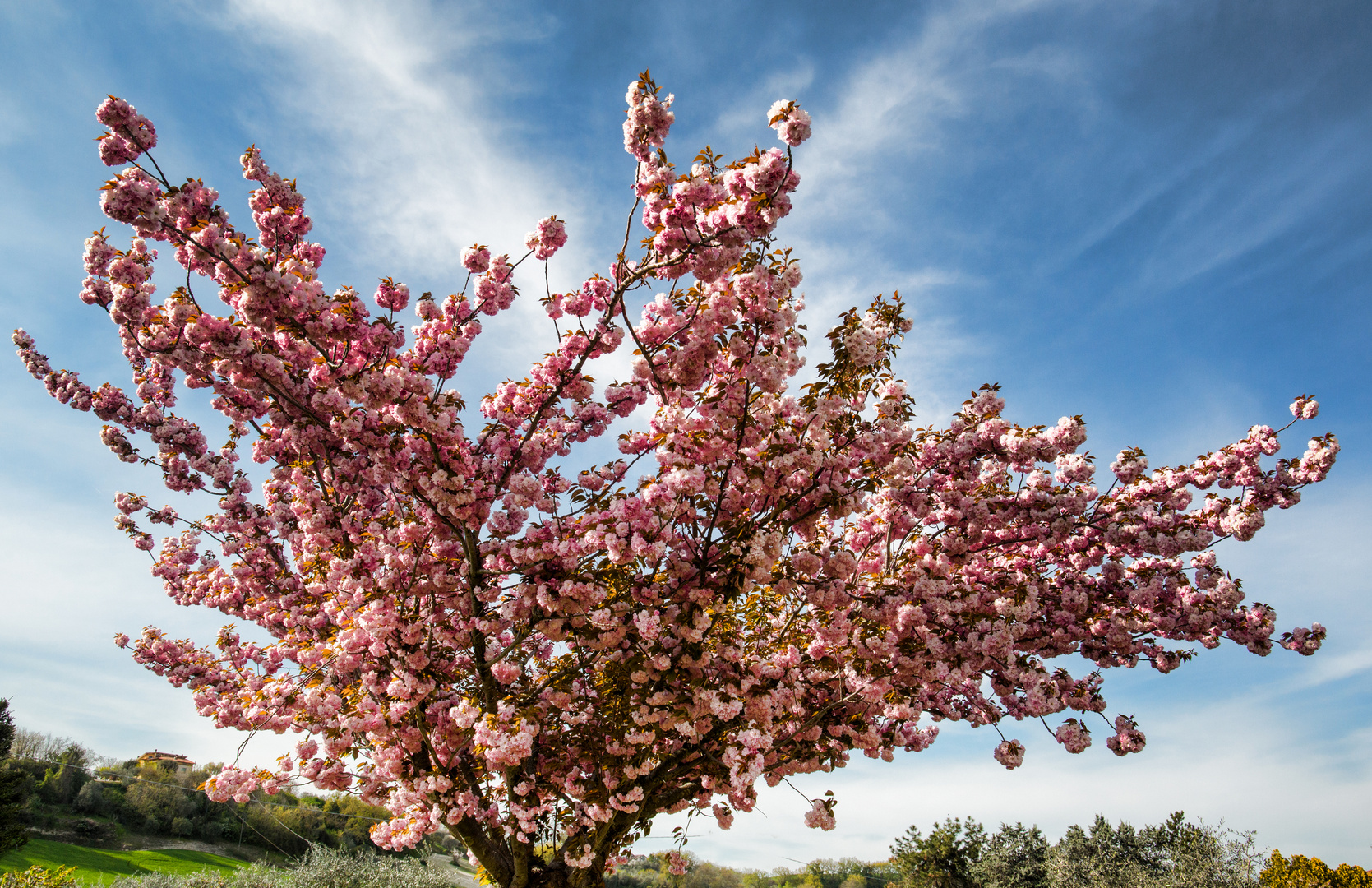 Kirschbaum  