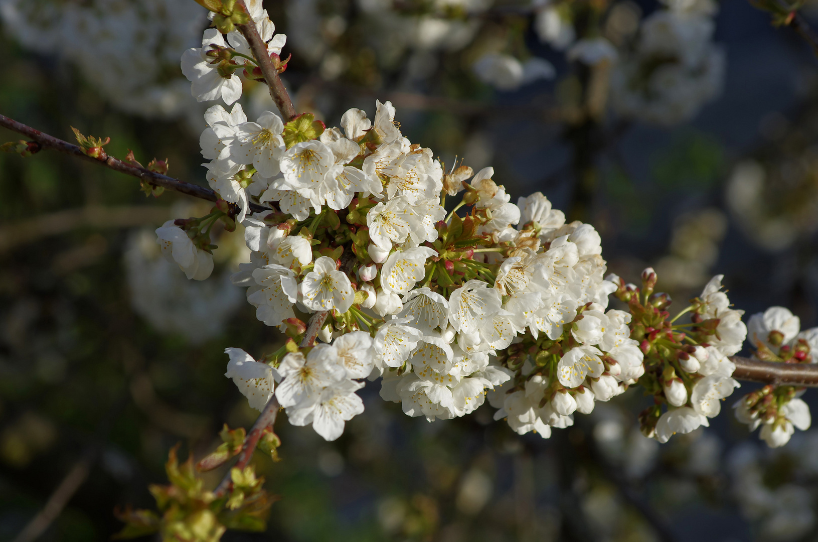 ...Kirschbaum