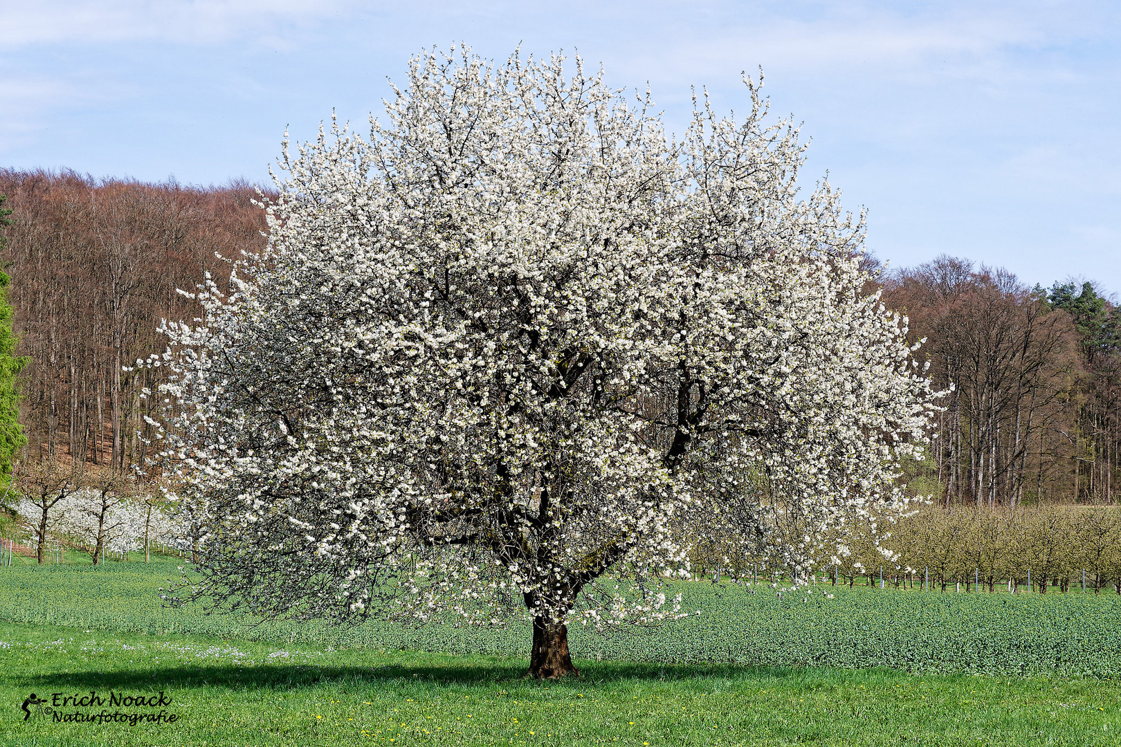 Kirschbaum