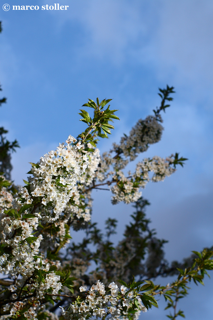 Kirschbaum