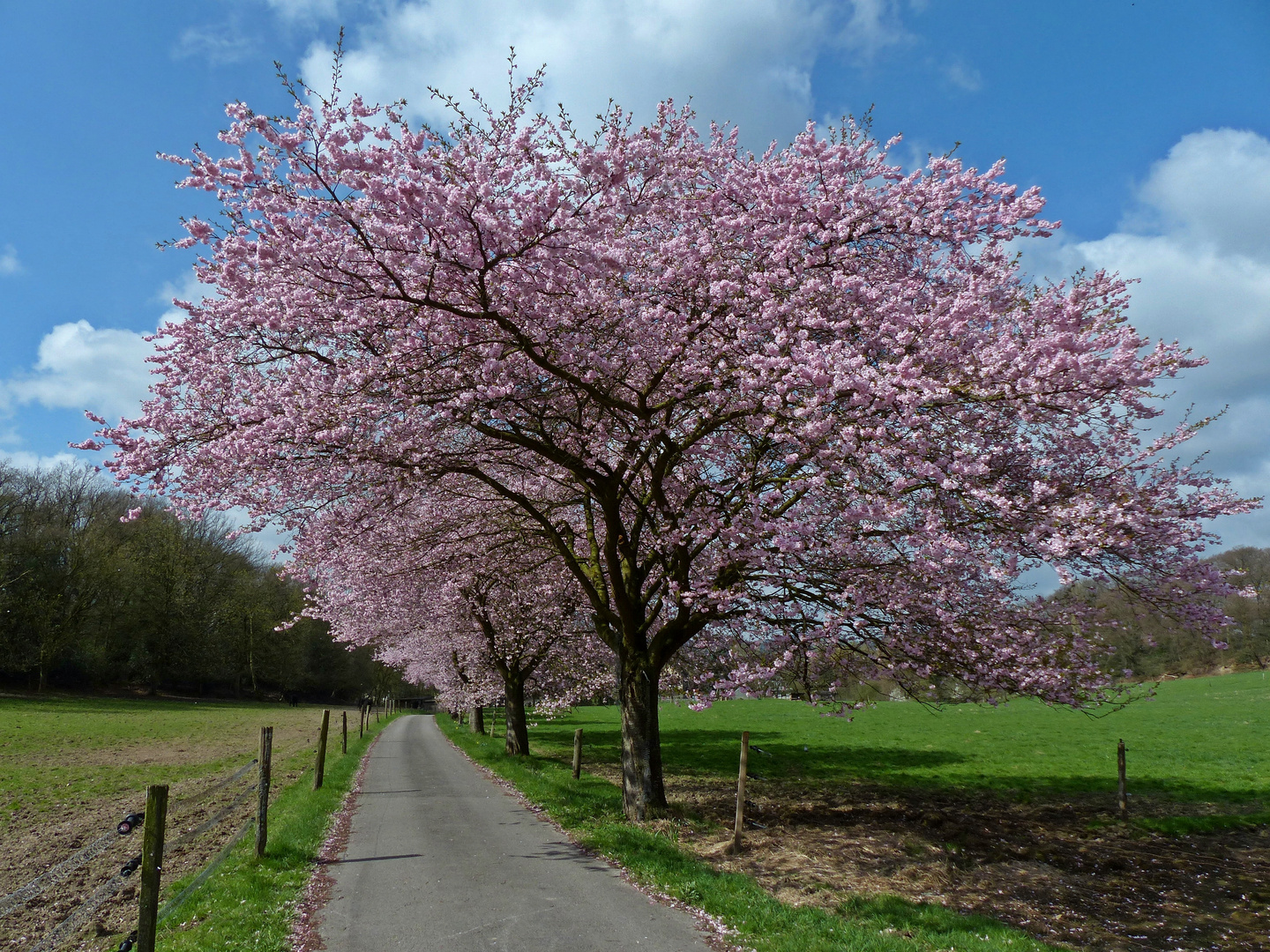 KirschbaumAllee Foto & Bild archiv, a r c h i v aktuell, landschaft