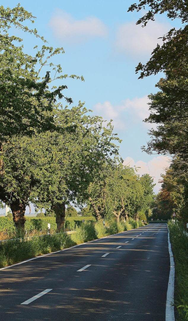 Kirschbaum Allee bei Biebelnheim