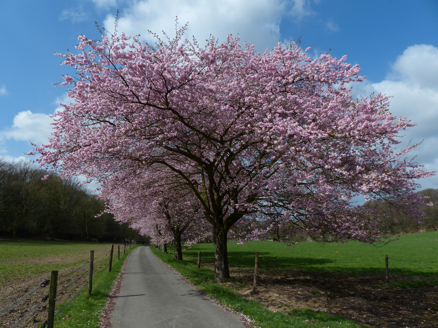 Kirschbaum-Allee