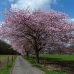 Kirschbaum-Allee