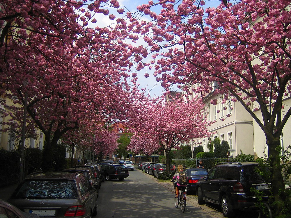 kirschbaum - Allee