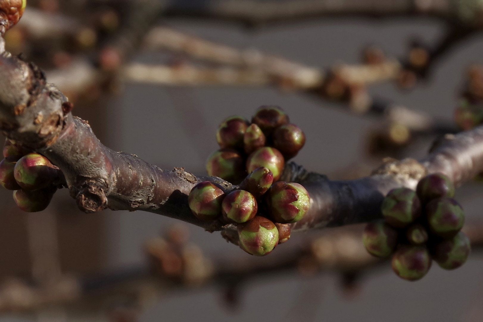 Kirschbaum am 16.03.2017