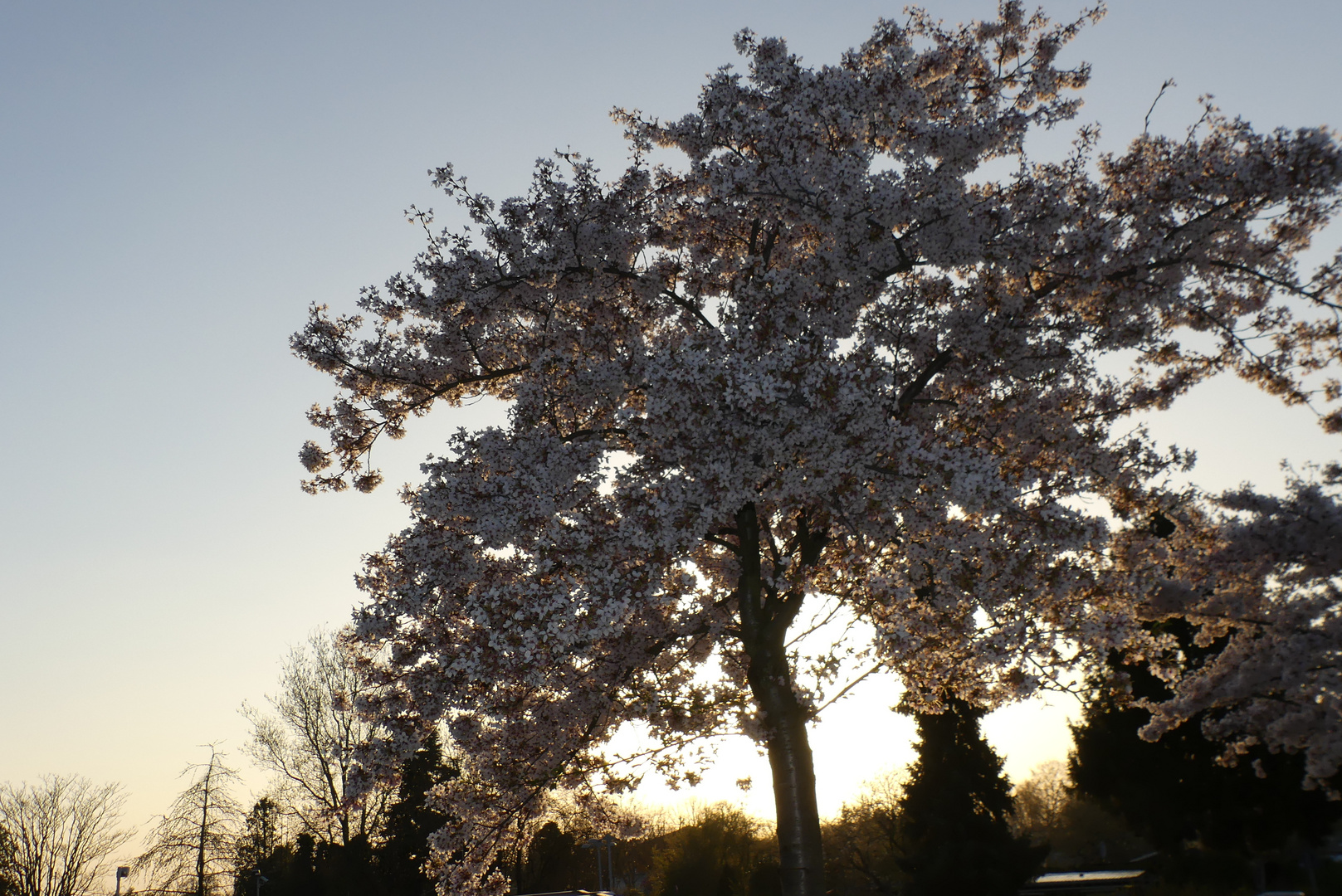 Kirschbaum am Abend