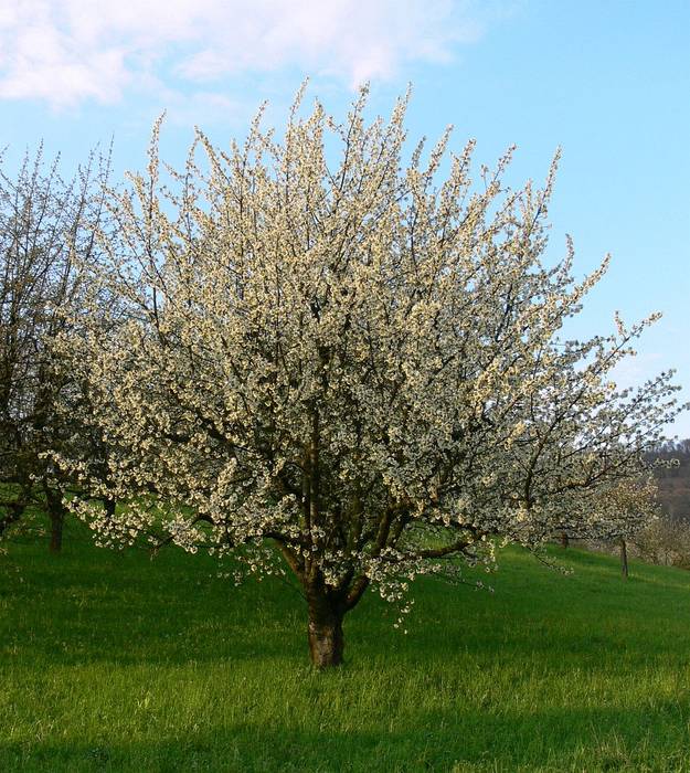 Kirschbaum am blühen..