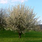 Kirschbaum am blühen..