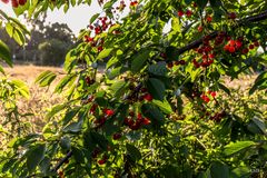 Kirschbaum am Kornfeld