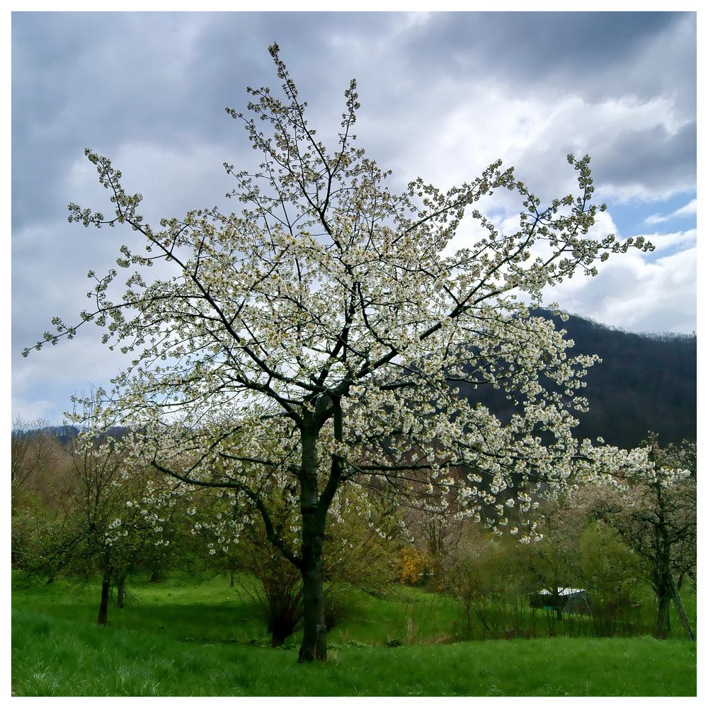 Kirschbaum blüht an Ostern!