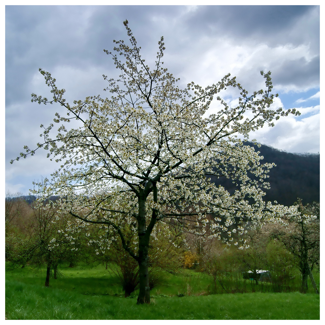 Kirschbaum Bluht An Ostern Foto Bild Pflanzen Pilze