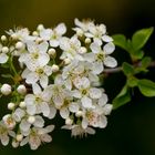 Kirschbaum Blüte