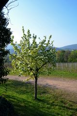 Kirschbaum Blüten