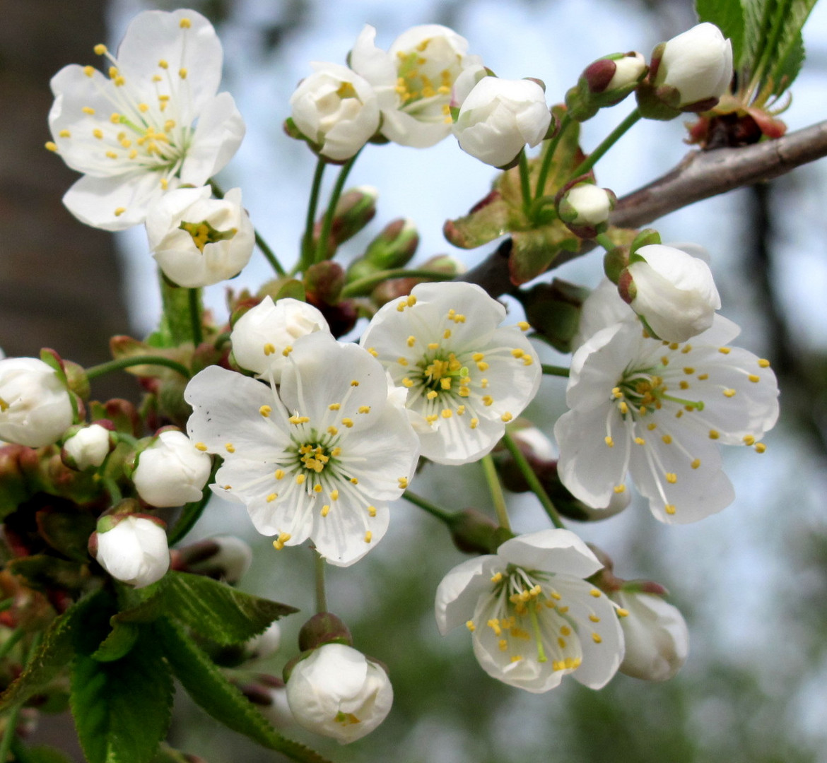 Kirschbaum Blüten Foto & Bild pflanzen, pilze & flechten, bäume