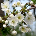 Kirschbaum Blüten