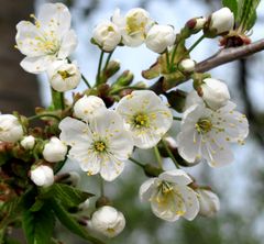 Kirschbaum Blüten