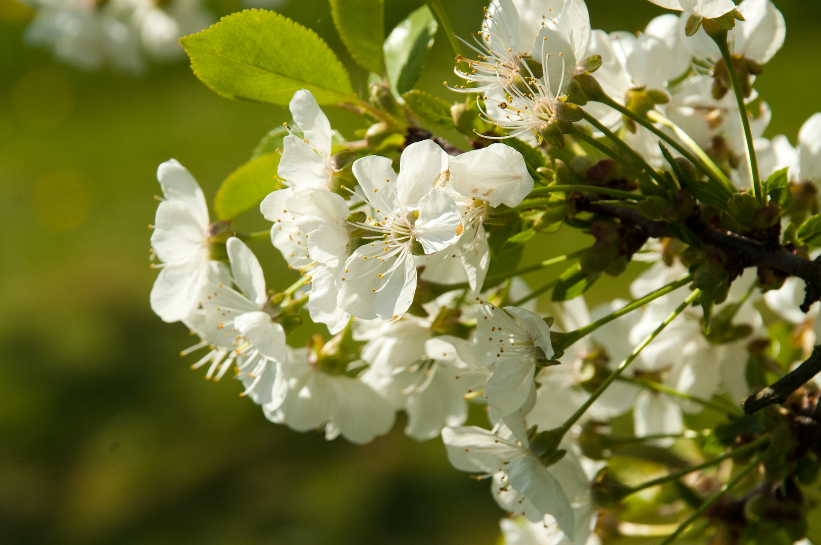 Kirschbaum Blüten