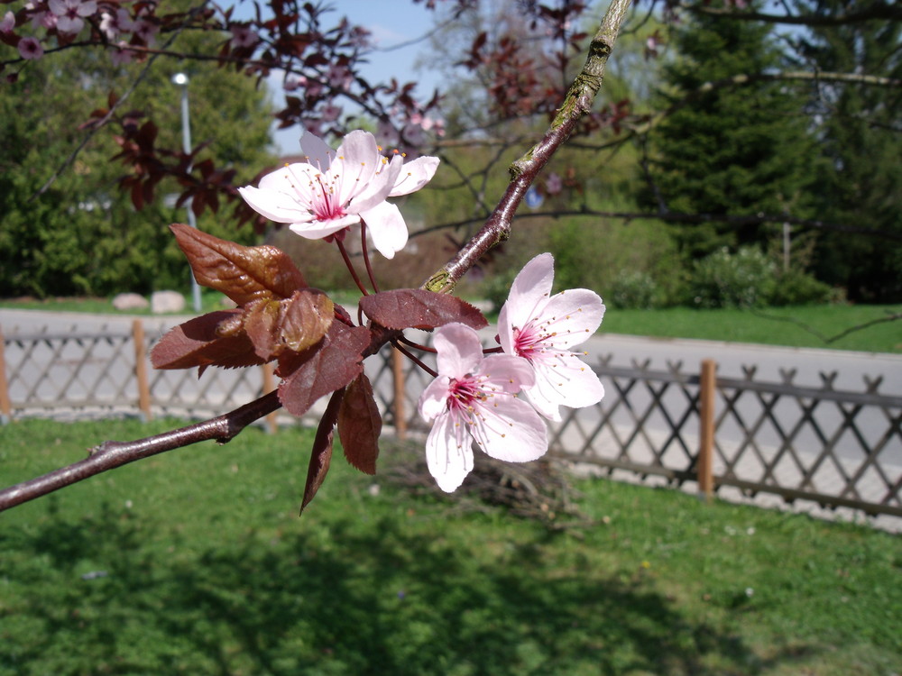 Kirschbaum-blüten im Garten.