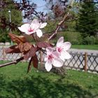 Kirschbaum-blüten im Garten.