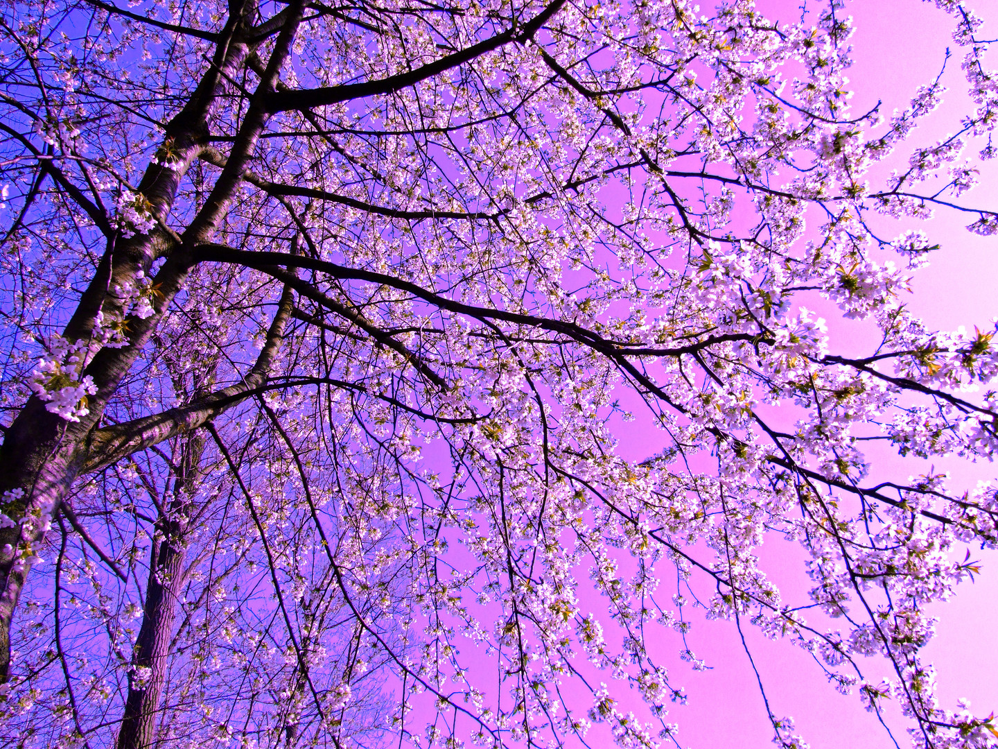 Kirschbaum - Blütenrausch am Waldrand / Japanese Foto-Art