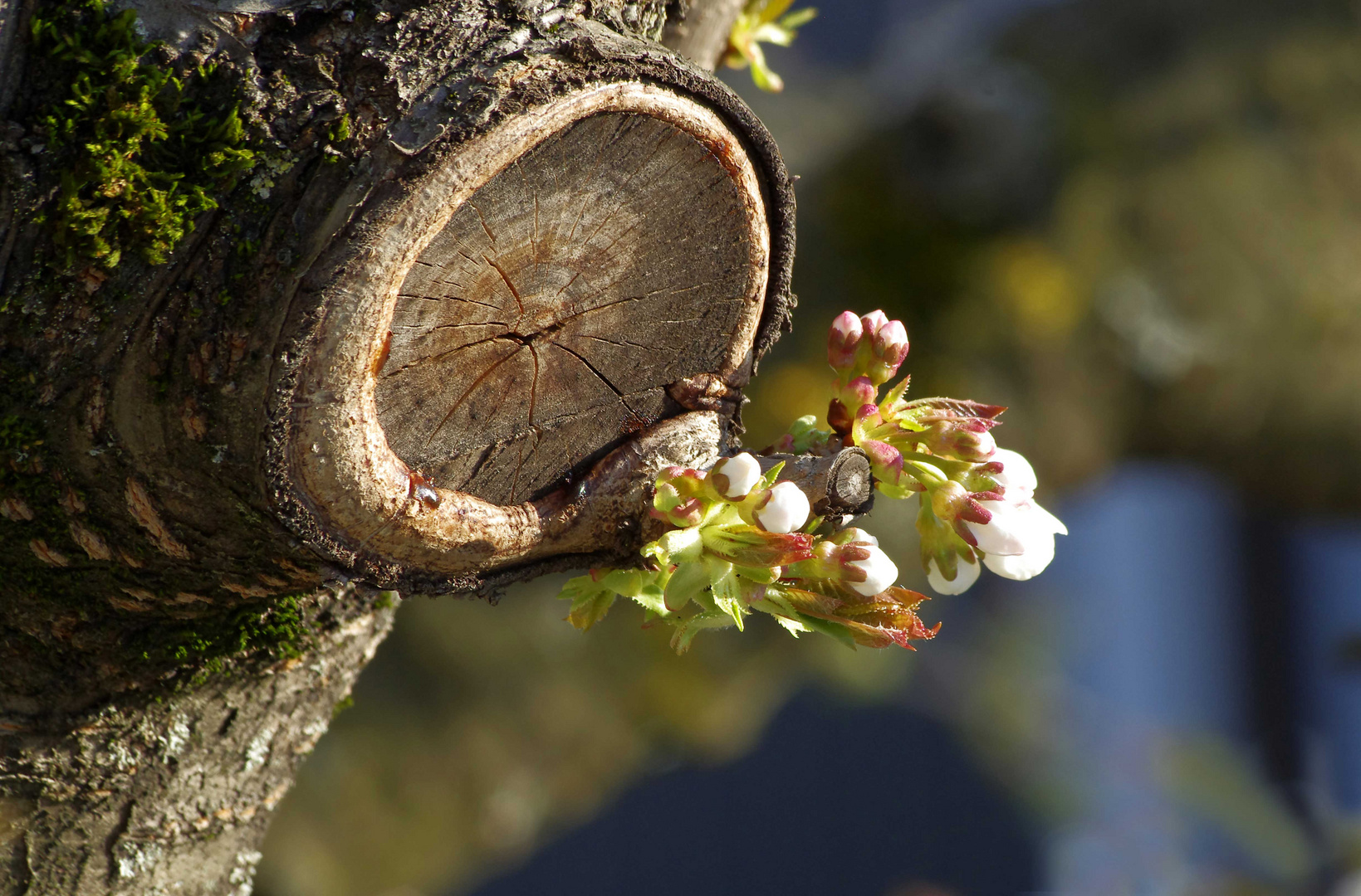 ...Kirschbaum