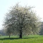 Kirschbaum