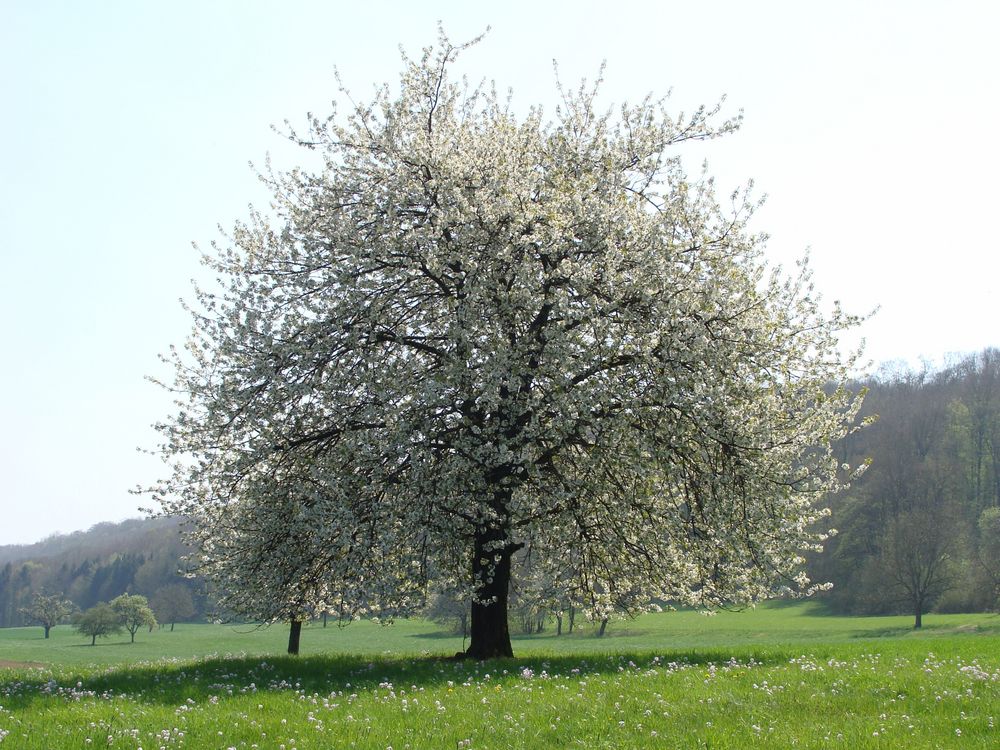 Kirschbaum