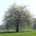 Kirschbaum