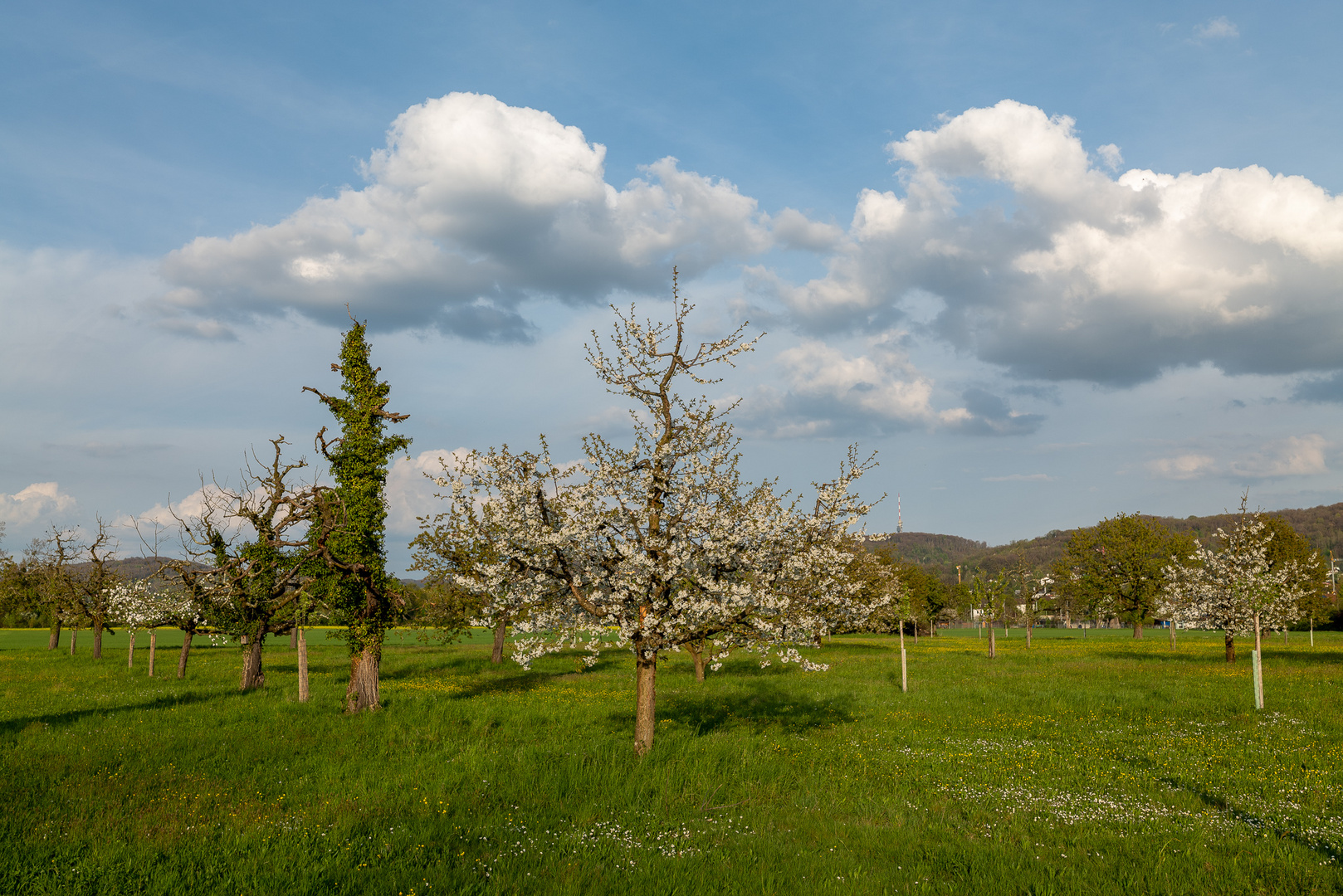 Kirschbaum  