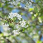 Kirschbaum im April