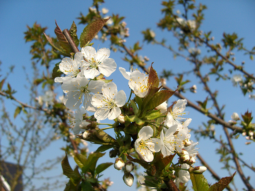 Kirschbaum im April Foto & Bild pflanzen, pilze & flechten, bäume