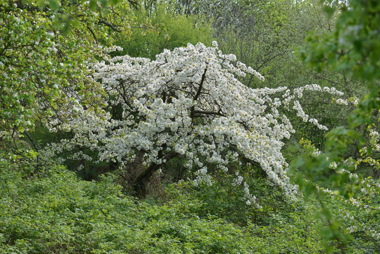 Kirschbaum im Dschungel