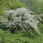 Kirschbaum im Dschungel