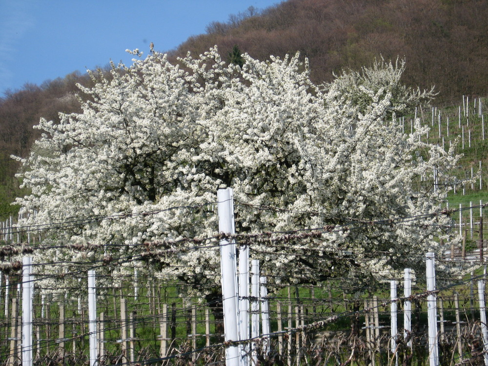 Kirschbaum im Feld