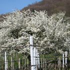 Kirschbaum im Feld