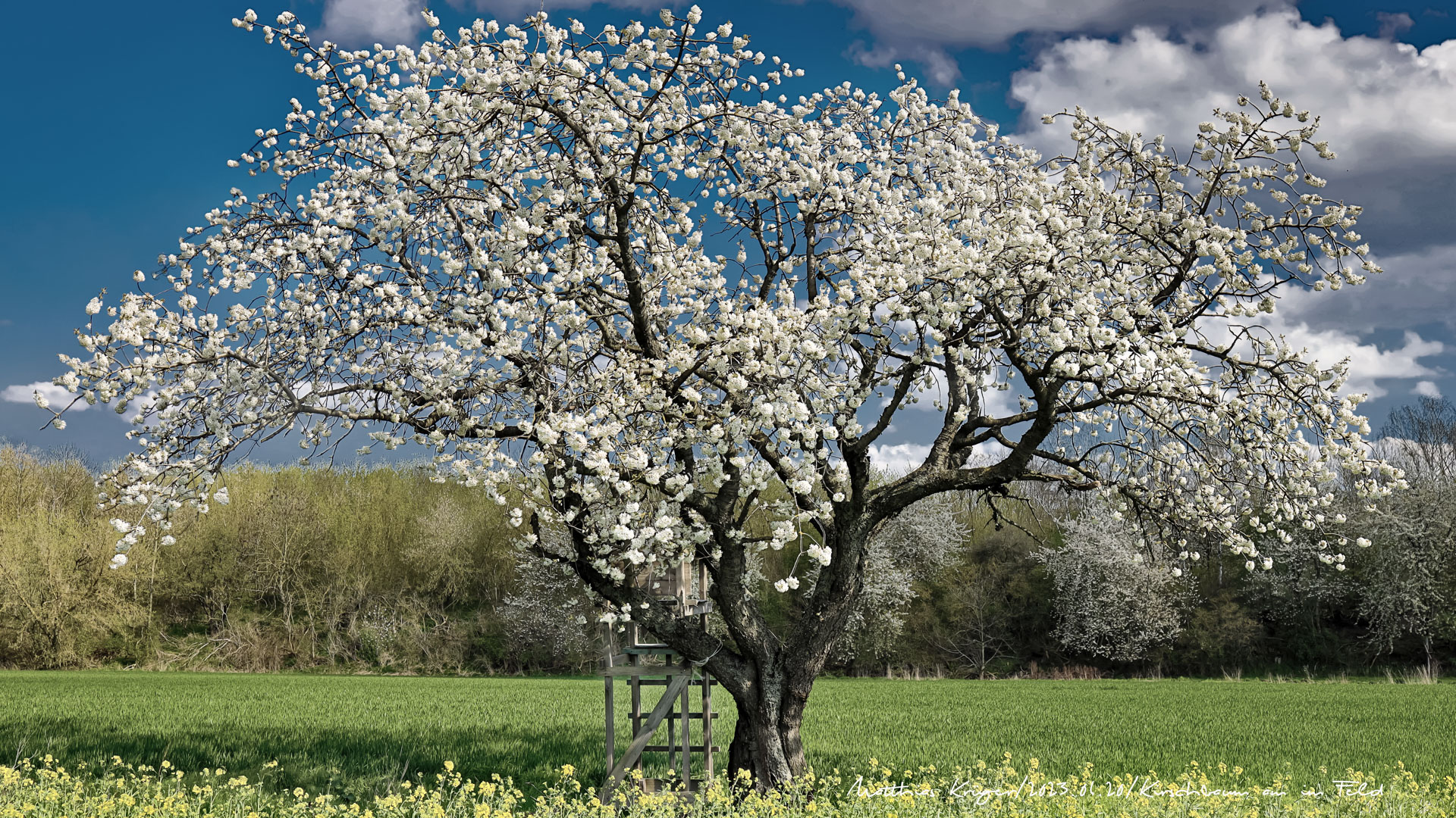 Kirschbaum im Feld Foto & Bild pflanzen, pilze & flechten, landschaft