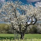 Kirschbaum im Feld