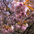 Kirschbaum im Garten (7)