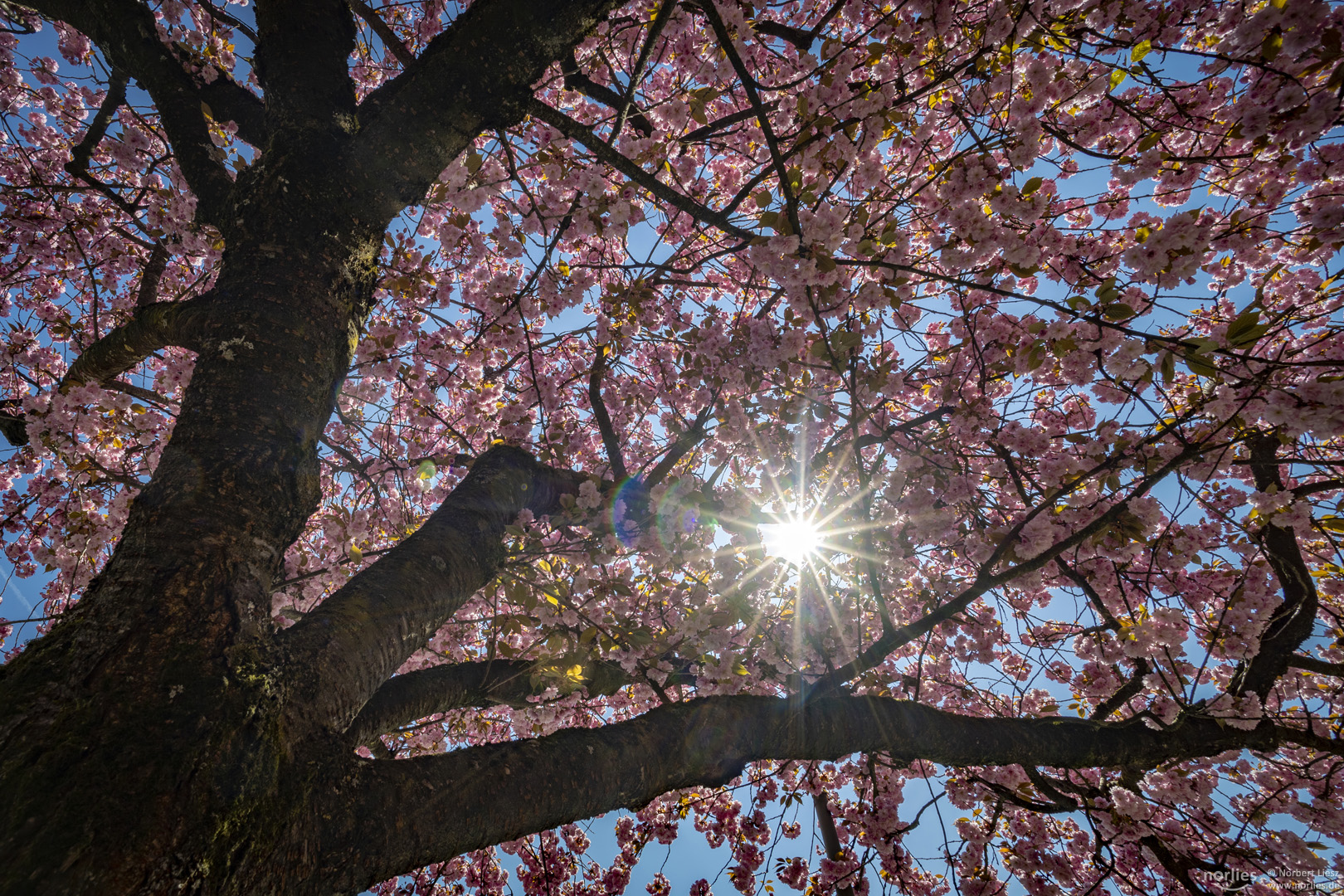 Kirschbaum im Gegenlicht