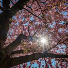 Kirschbaum im Gegenlicht