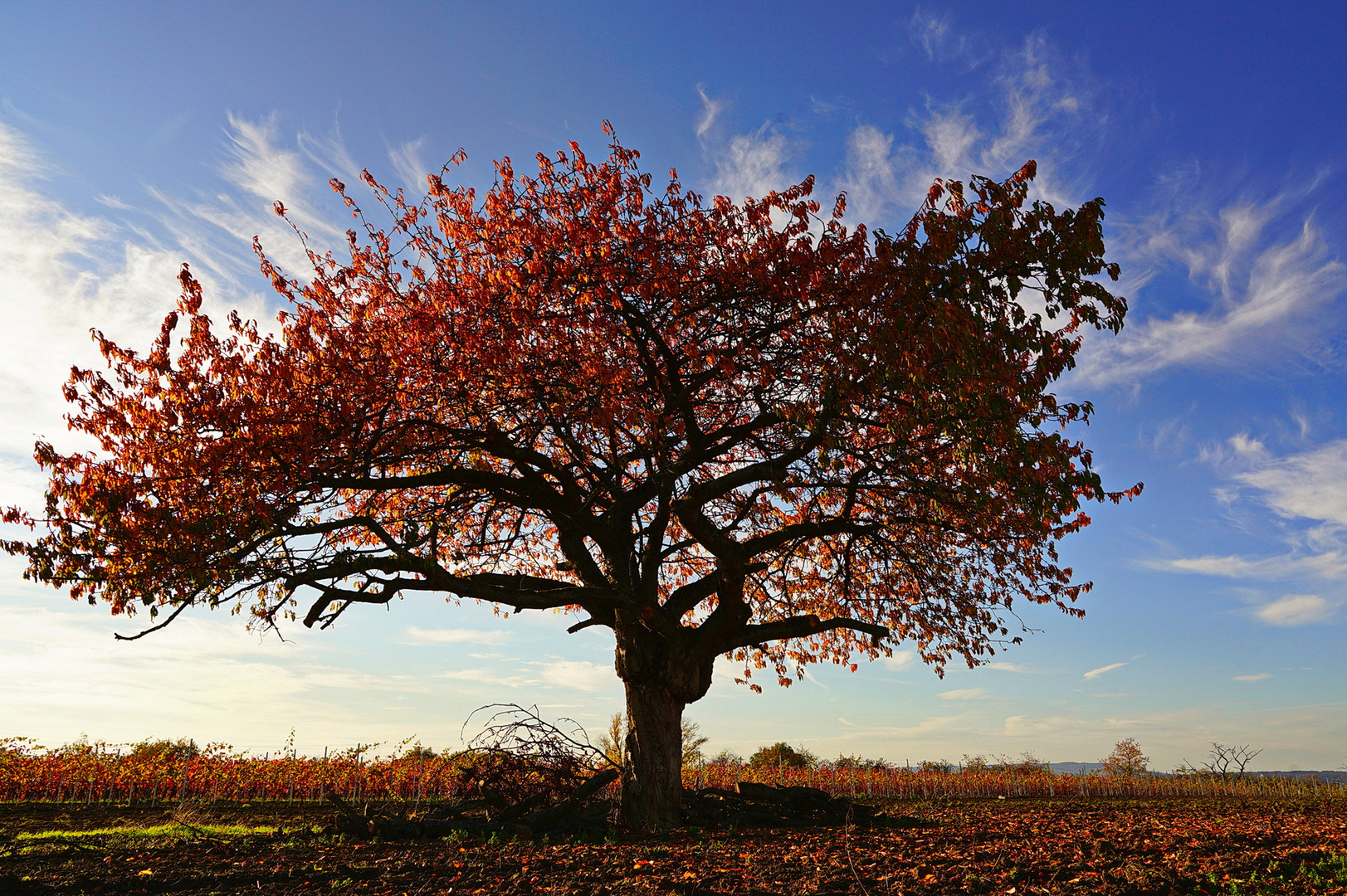 Kirschbaum im Herbst