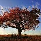 Kirschbaum im Herbst