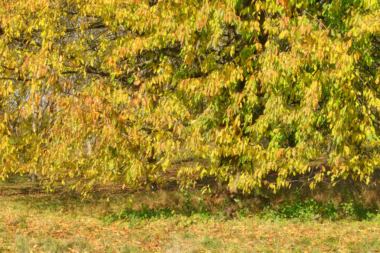 Kirschbaum im Herbst