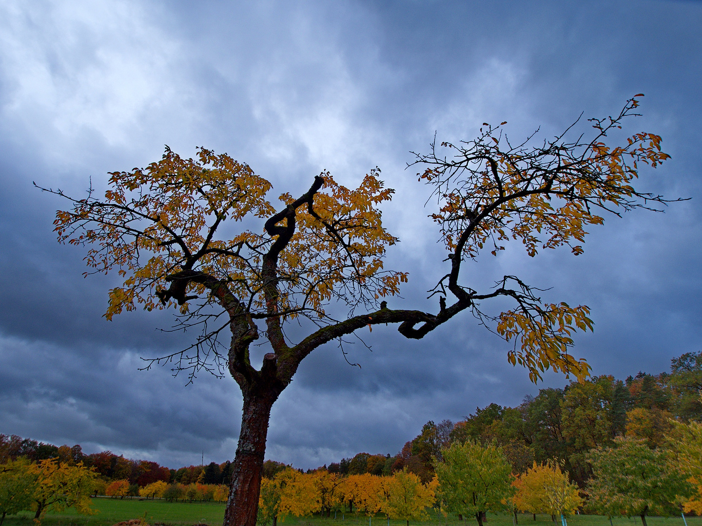 Kirschbaum im Herbst Foto & Bild pflanzen, pilze & flechten, bäume