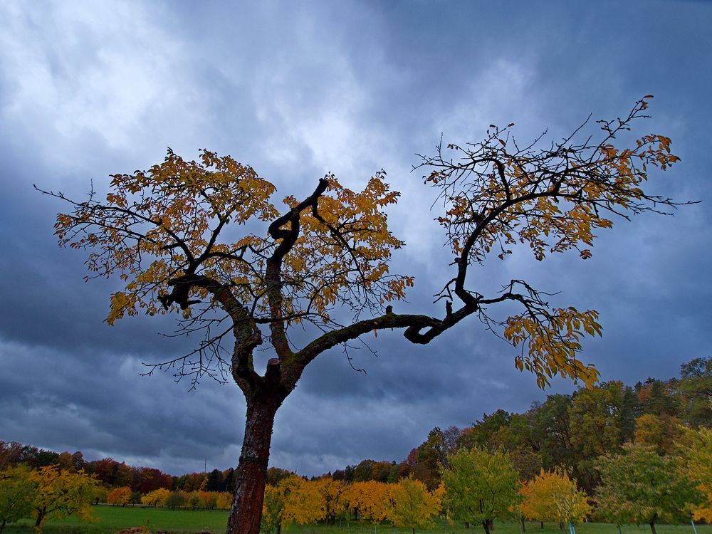 Kirschbaum im Herbst Foto & Bild pflanzen, pilze & flechten, bäume