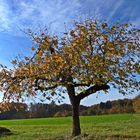 Kirschbaum im Herbst