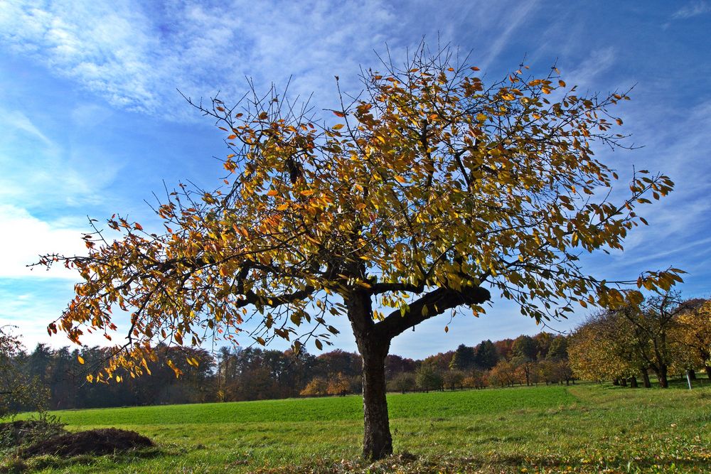 Kirschbaum im Herbst Foto & Bild pflanzen, pilze & flechten, bäume
