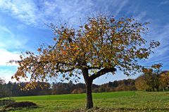 Kirschbaum im Herbst